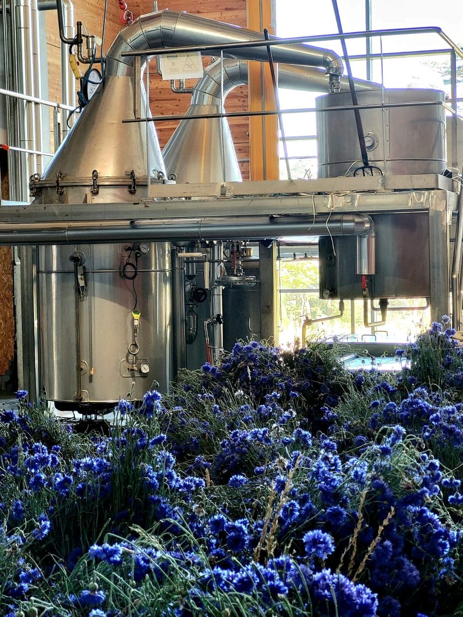Distillation Bleuet des champs — photo 1