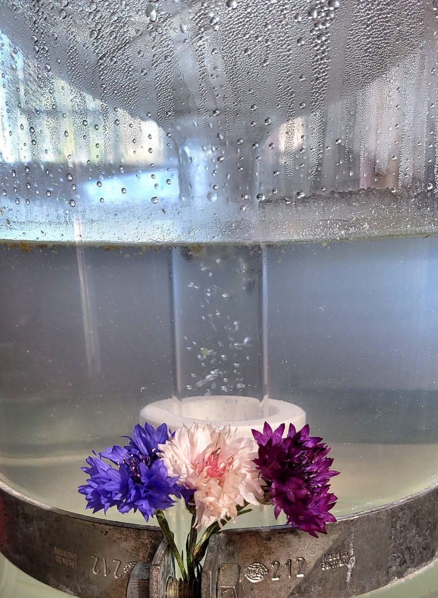 Distillation Bleuet des champs — photo 11