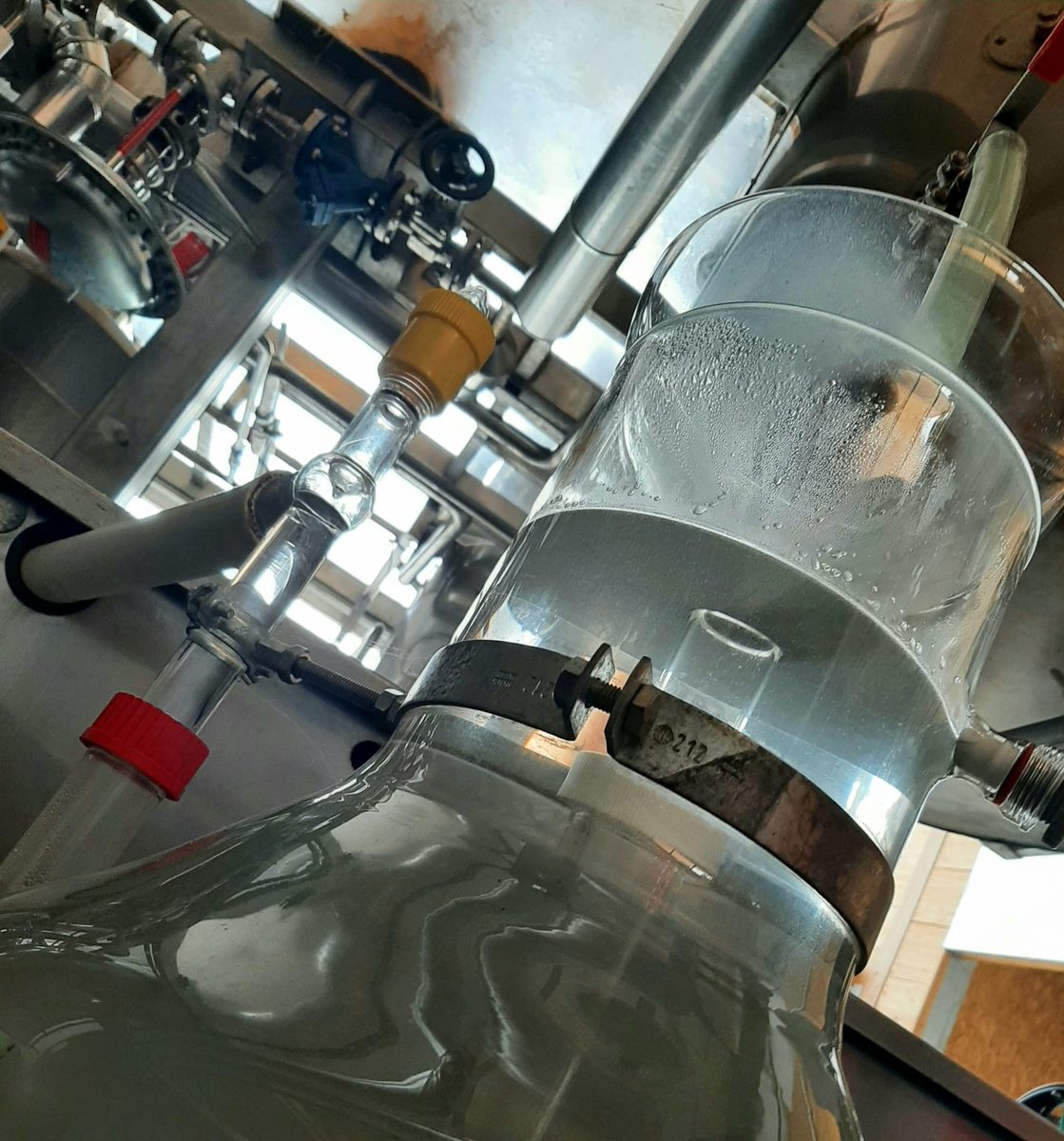 Distillation Bleuet des champs — photo 6