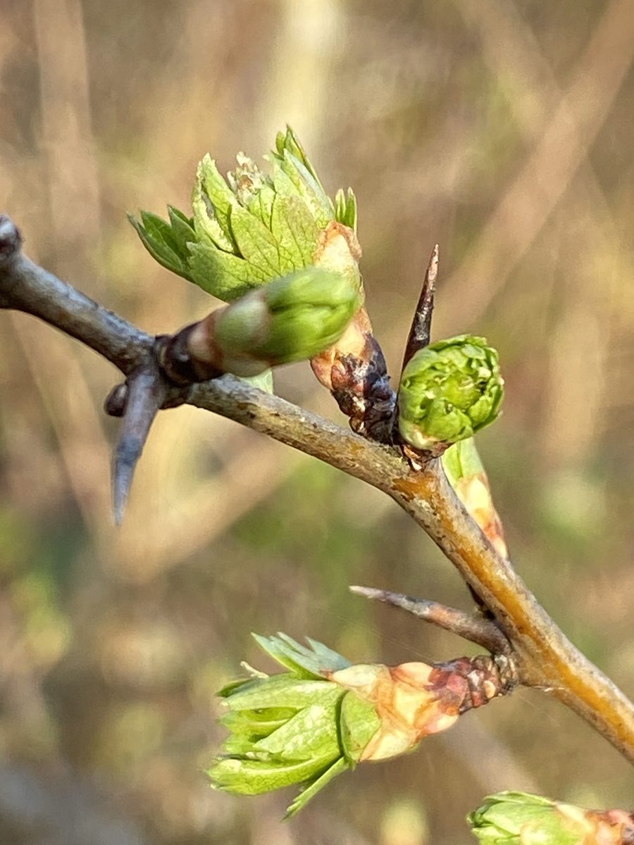 Decouvrez la distillation Organic Hawthorn bud macerate 100% organic and handcrafted