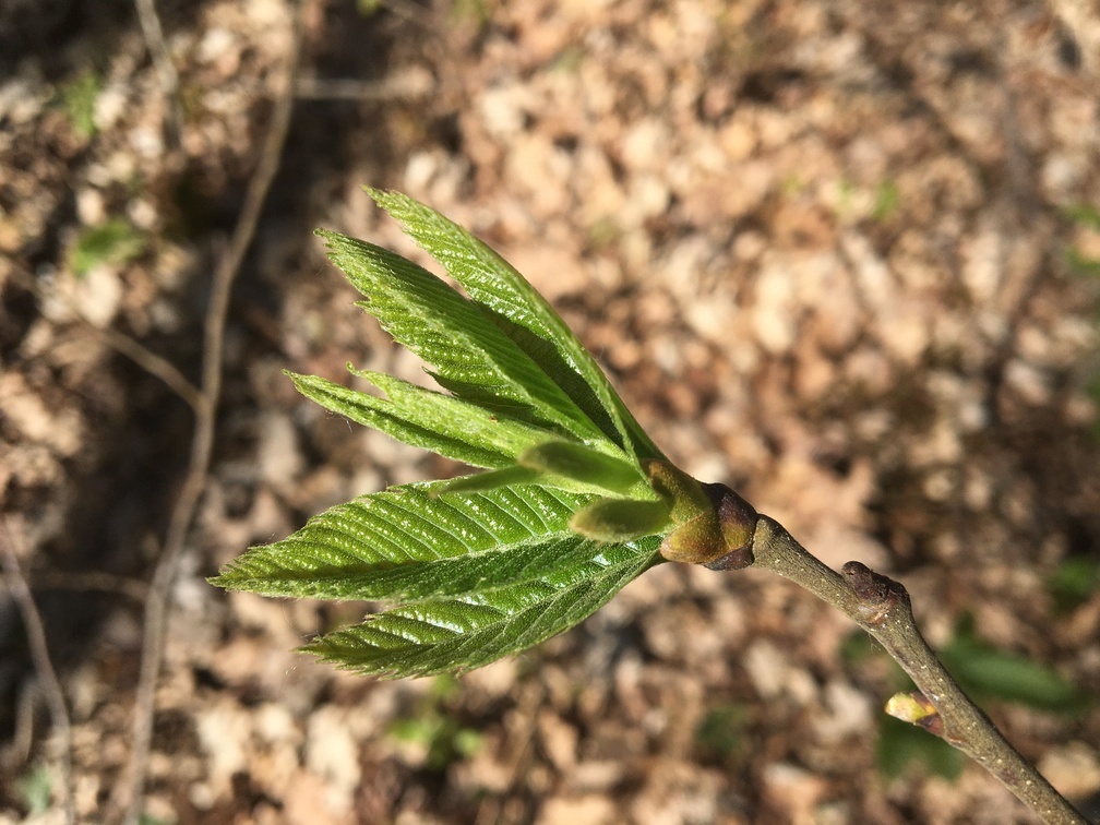 Distillation Chestnut (bud) — photo 1