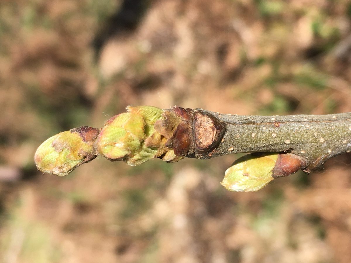 Distillation Chestnut (bud) — photo 2