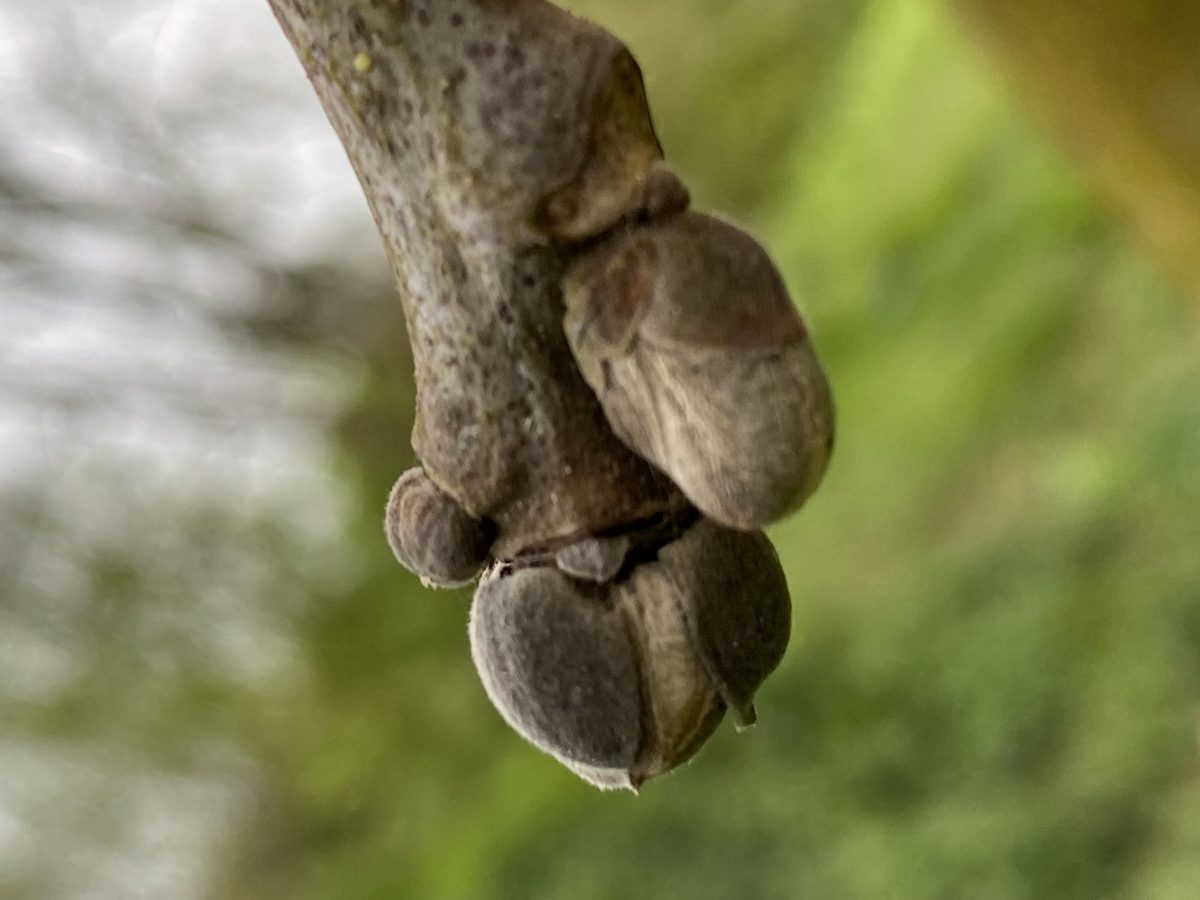 Decouvrez la distillation Walnut bud macerate 100% organic and handcrafted