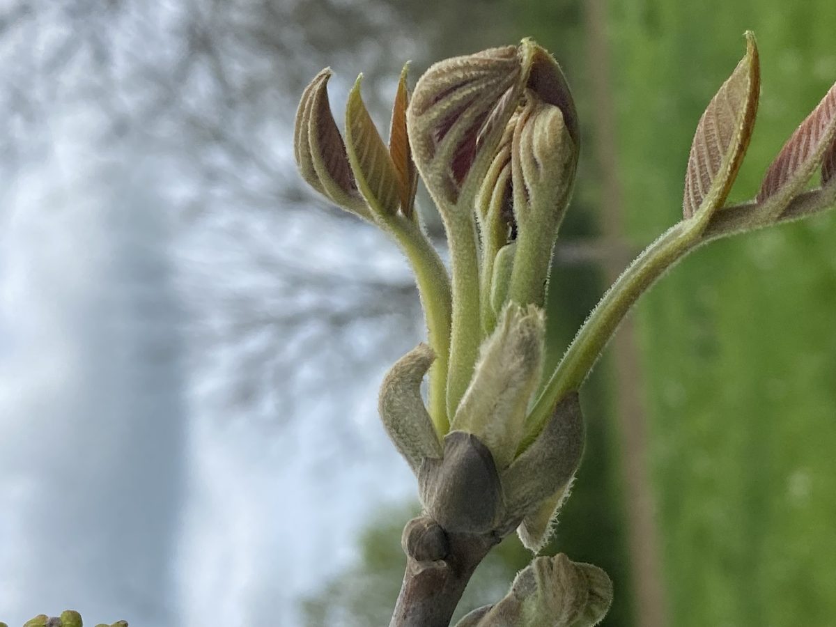 Decouvrez la distillation Walnut bud macerate 100% organic and handcrafted
