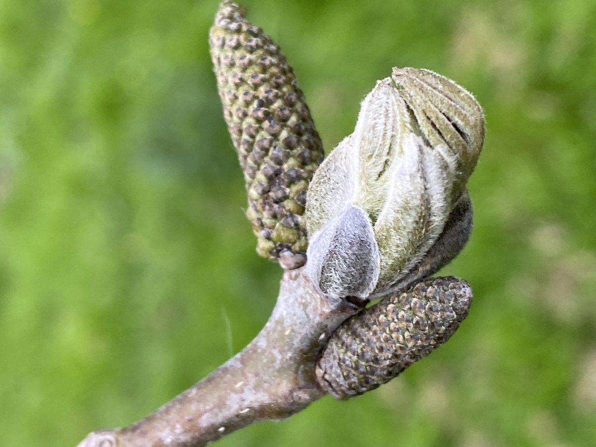 Decouvrez la distillation Walnut bud macerate 100% organic and handcrafted