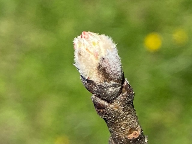 Decouvrez la distillation Apple tree bud macerate 100% organic and handcrafted