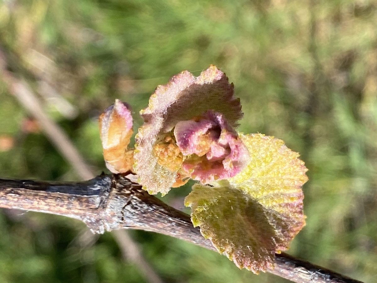 Distillation Vigne rouge (Bourgeon) — photo 1
