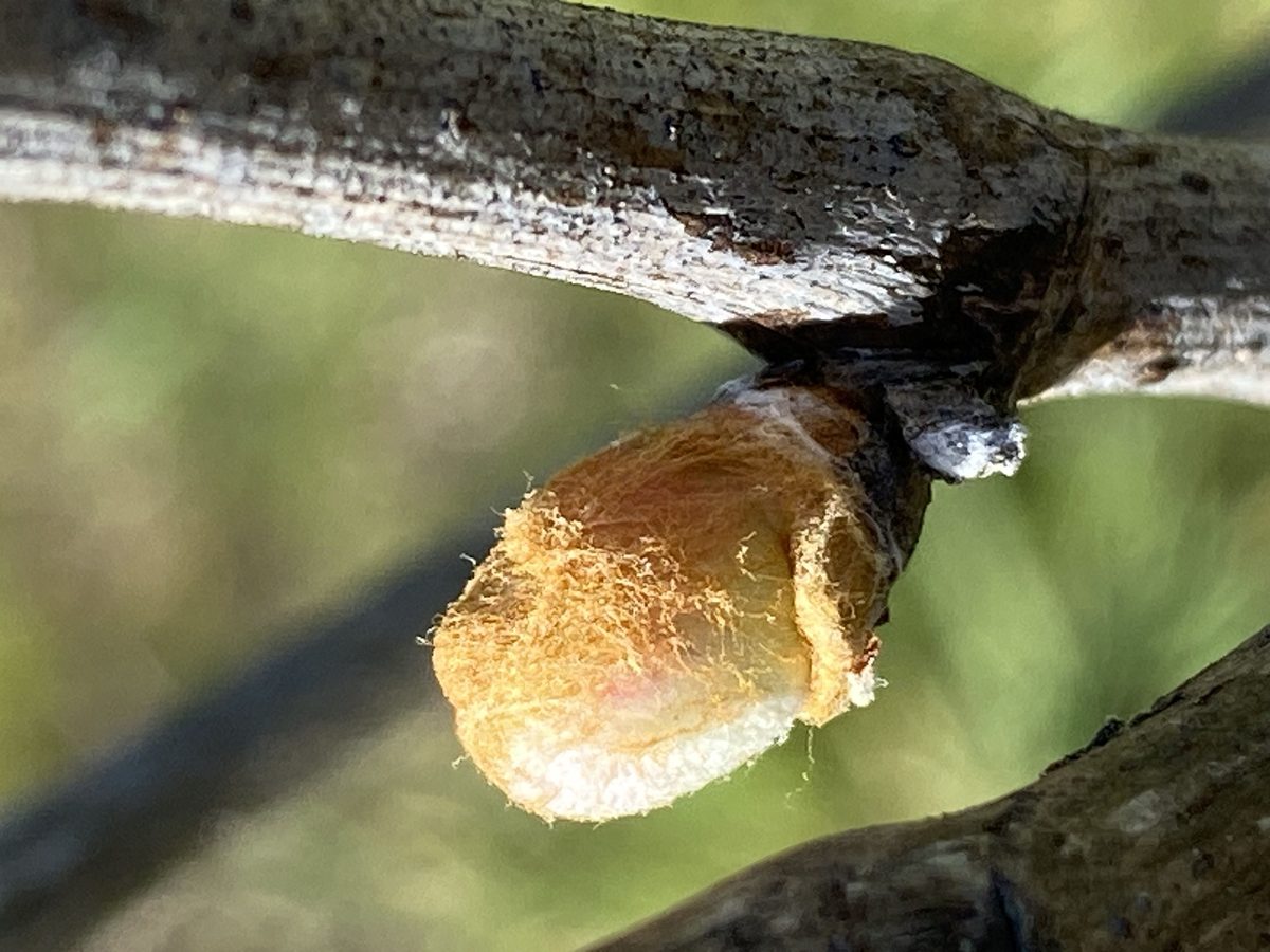 Distillation Vigne rouge (Bourgeon) — photo 2