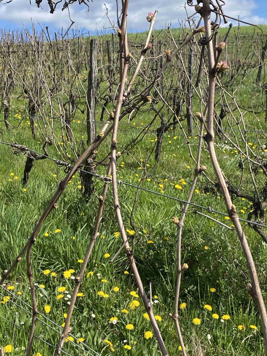 Distillation Vigne rouge (Bourgeon) — photo 3