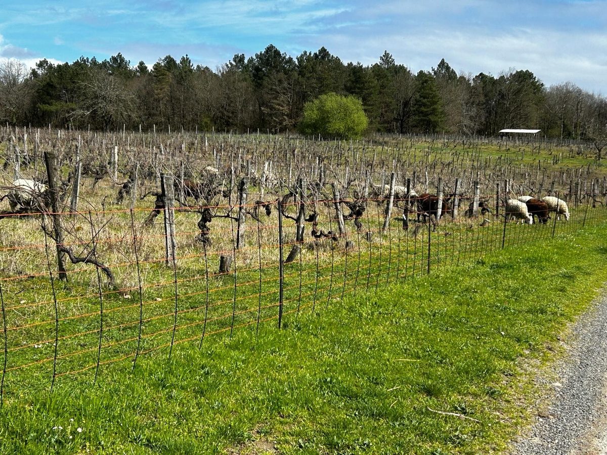 Distillation Vigne rouge (Bourgeon) — photo 4