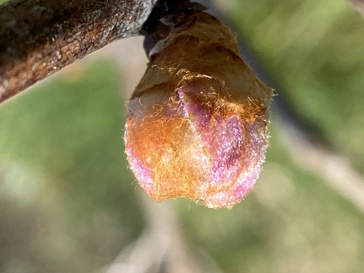 Distillation Vigne rouge (Bourgeon) — photo 5