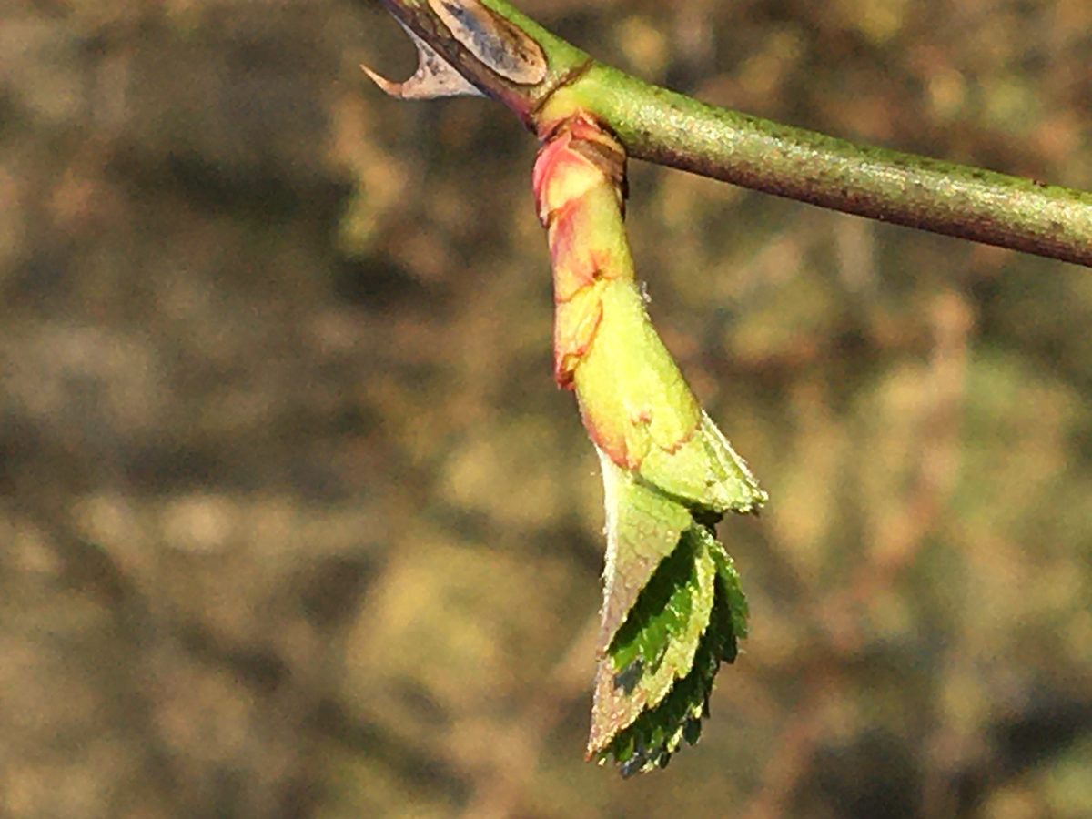 Decouvrez la distillation Macérat de bourgeons bio Églantier 100% Bio et Artisanal