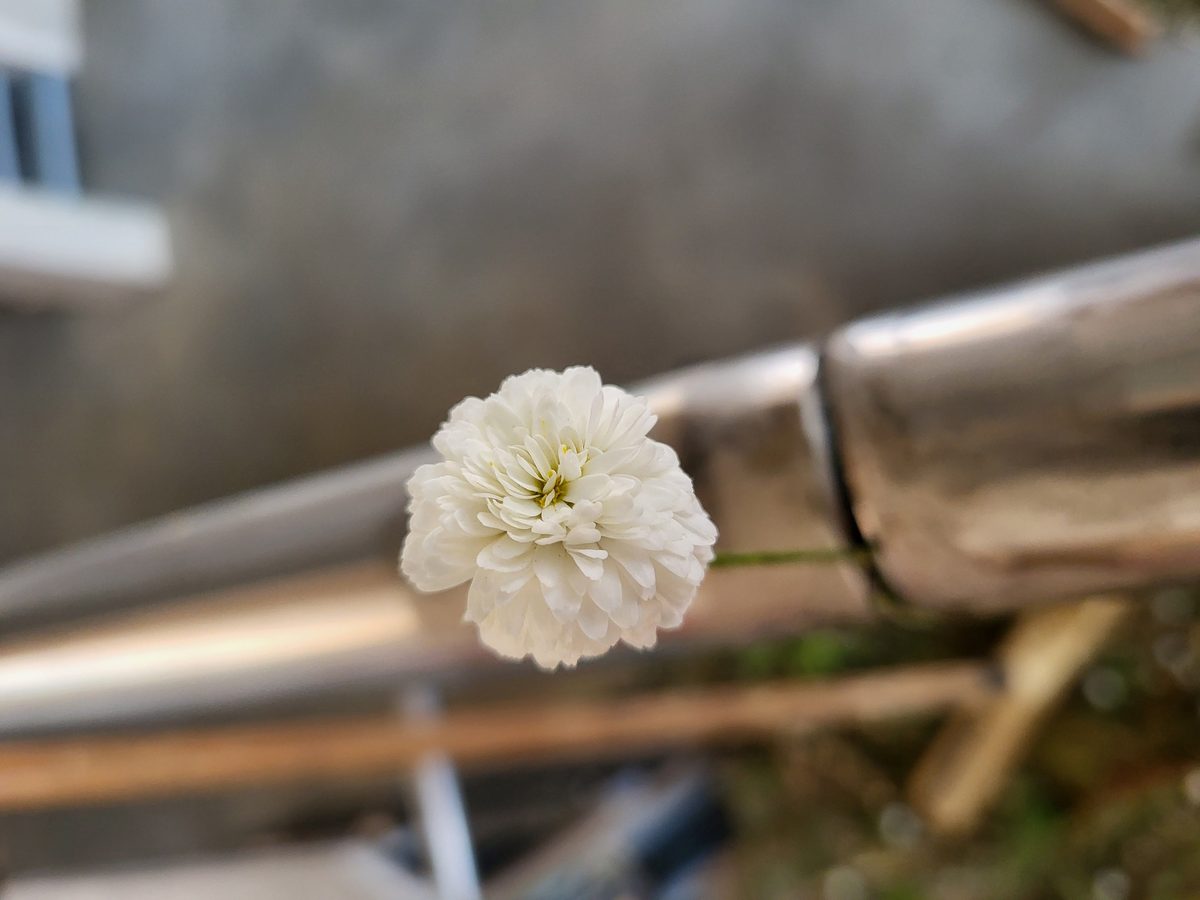 Decouvrez la distillation Huile Essentielle de Camomille romaine 100% Bio et Artisanal