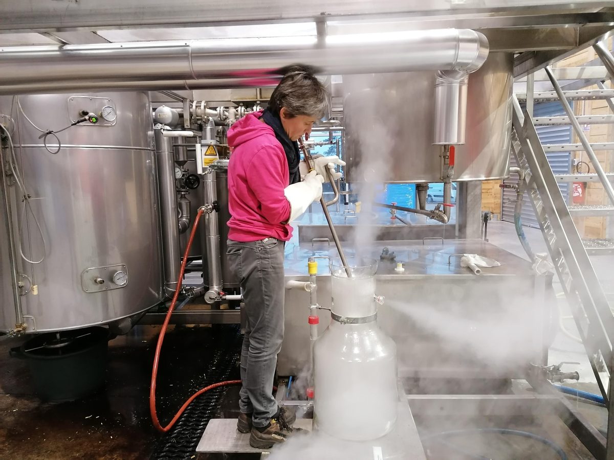 Decouvrez la distillation Huile Essentielle de Cassis de Bourgogne 100% Bio et Artisanal
