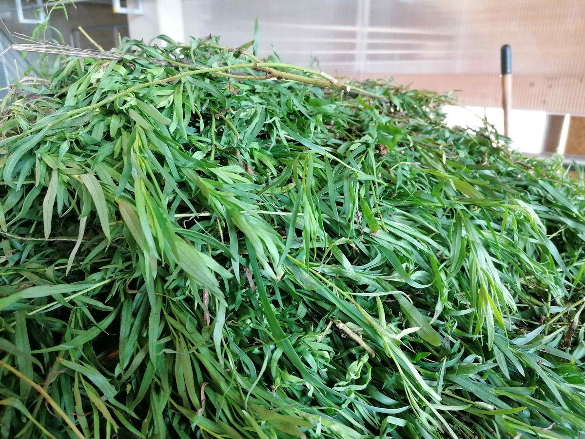 Decouvrez la distillation Huile Essentielle d'Estragon 100% Bio et Artisanal