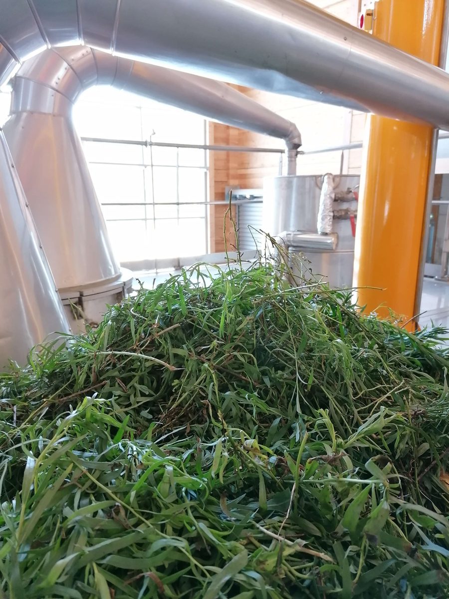 Decouvrez la distillation Huile Essentielle d'Estragon 100% Bio et Artisanal