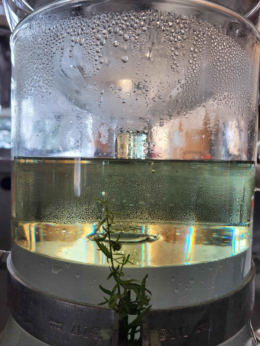 Decouvrez la distillation Huile Essentielle d'Estragon 100% Bio et Artisanal