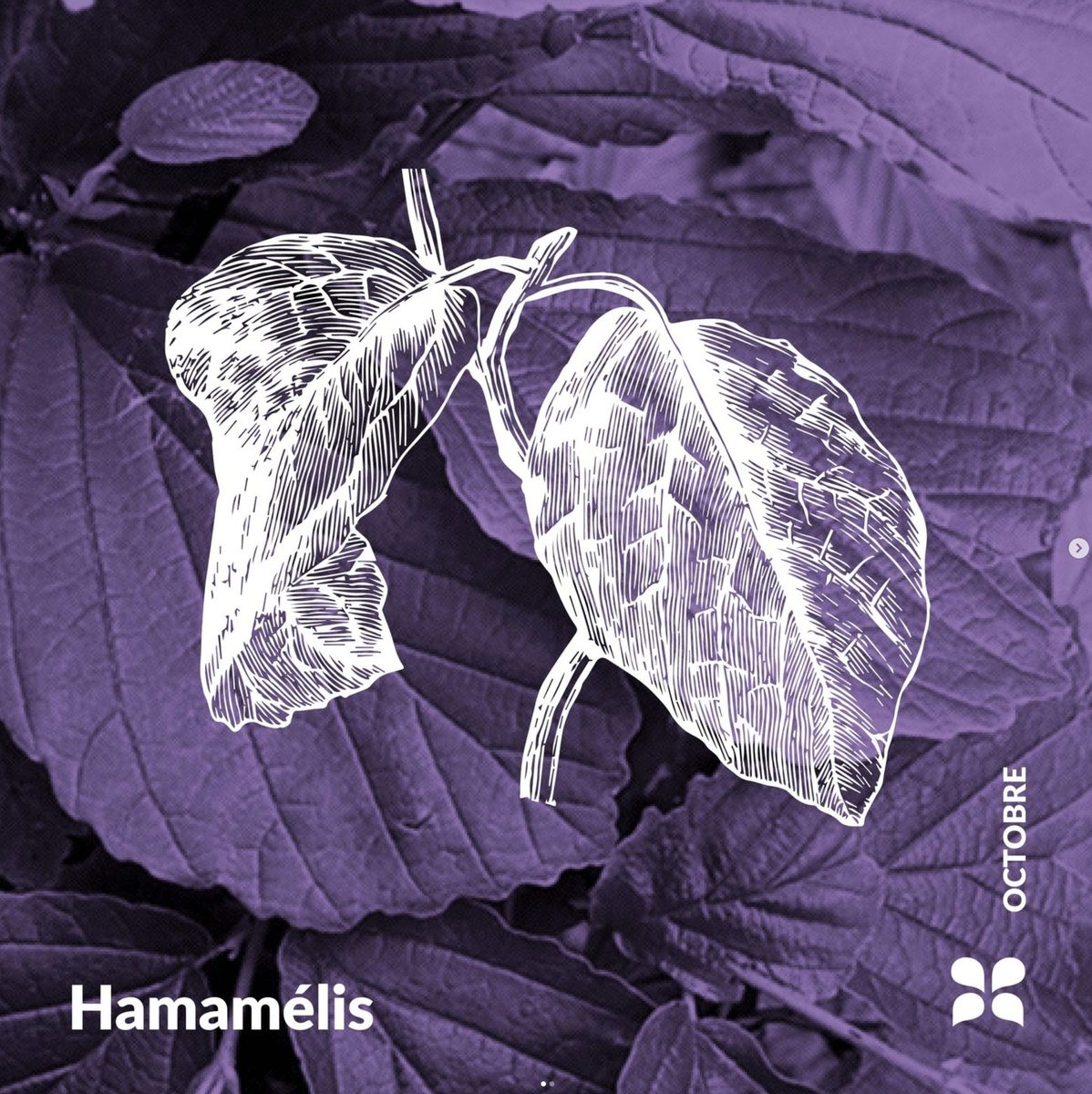 Decouvrez la distillation Hydrolat d'Hamamelis 100% Bio et Artisanal