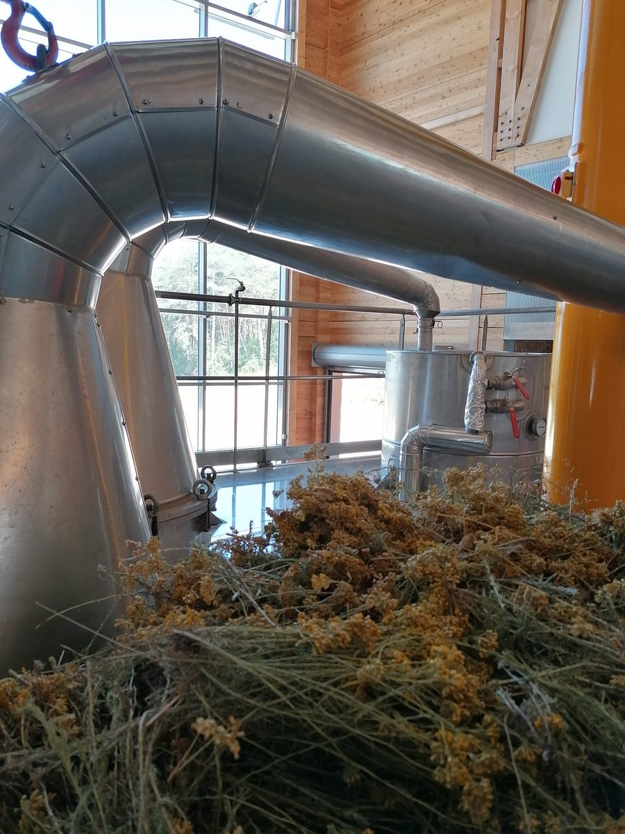 Decouvrez la distillation Huile Essentielle d'Hélichryse Italienne 100% Bio et Artisanal