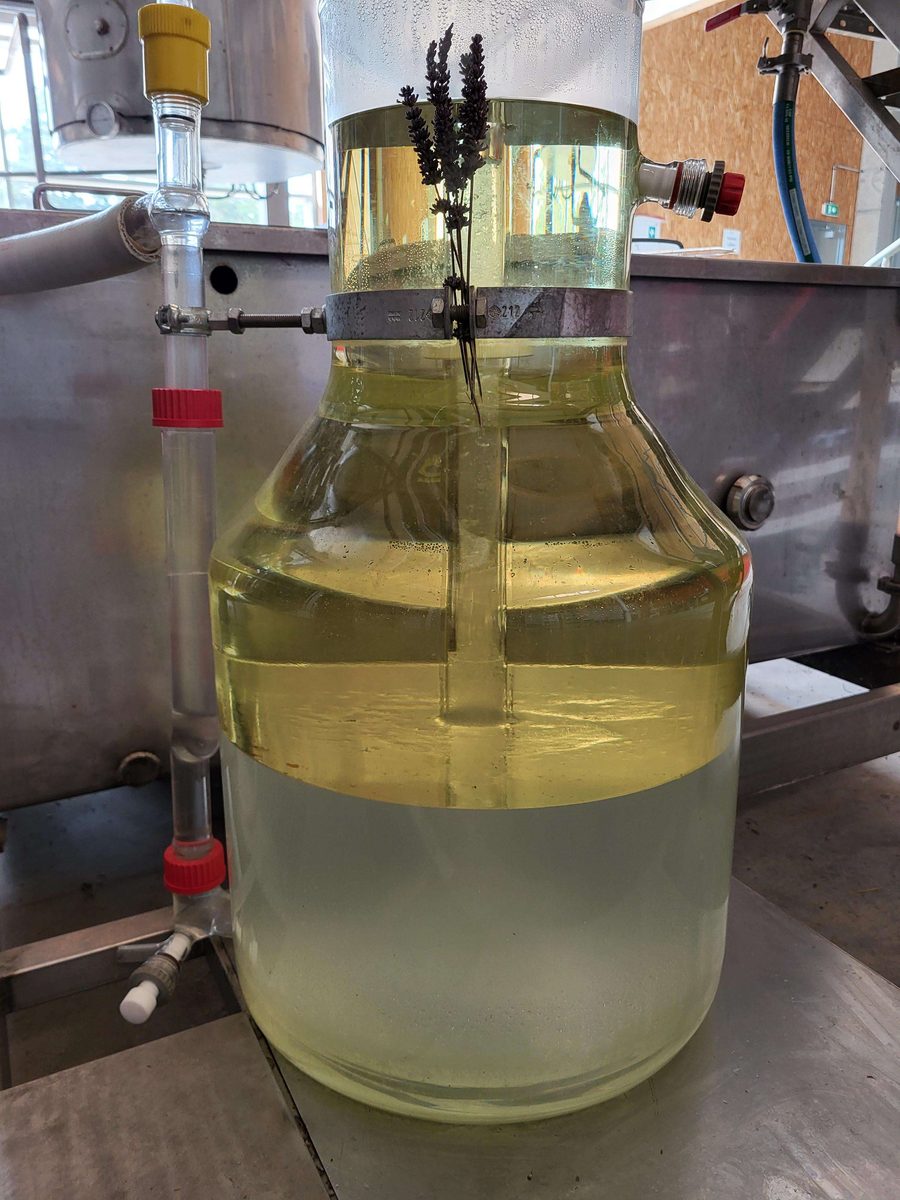 Decouvrez la distillation Huile Essentielle de Lavandin abrial 100% Bio et Artisanal