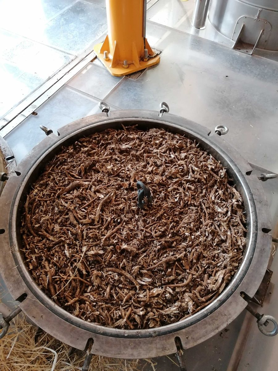 Decouvrez la distillation Huile Essentielle de Livèche (Racine) 100% Bio et Artisanal