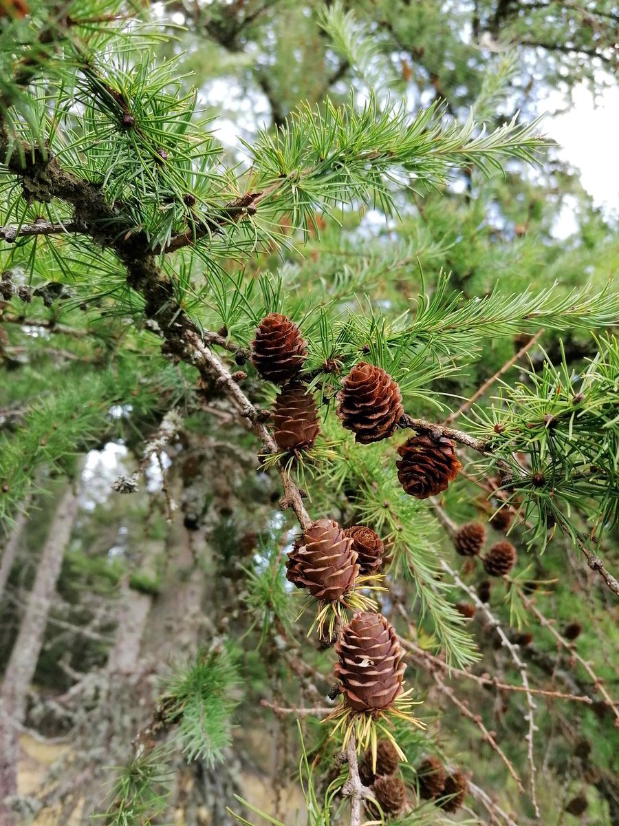 Distillation Larch — photo 1