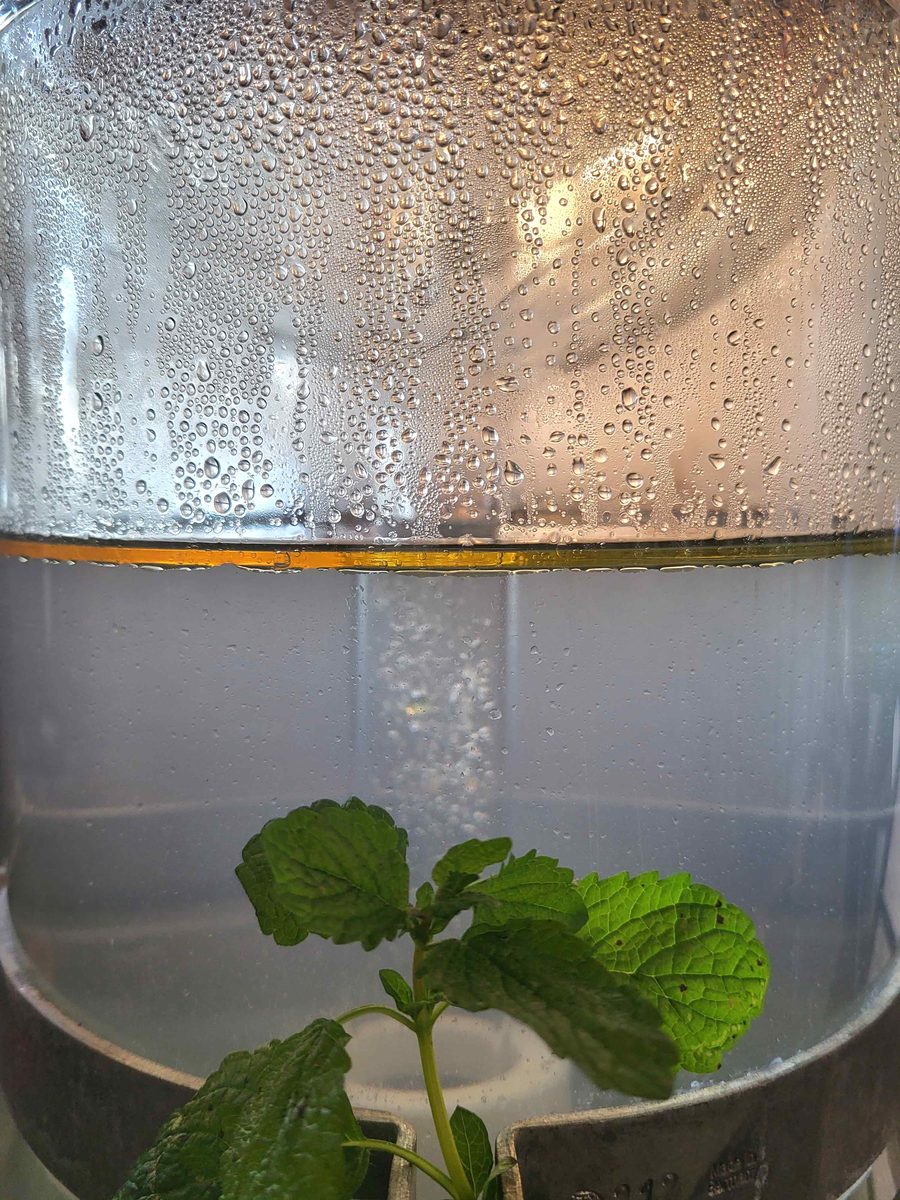 Decouvrez la distillation Huile Essentielle de Mélisse 100% Bio et Artisanal
