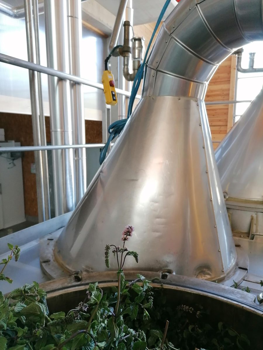 Decouvrez la distillation Hydrolat de Menthe poivrée 100% Bio et Artisanal