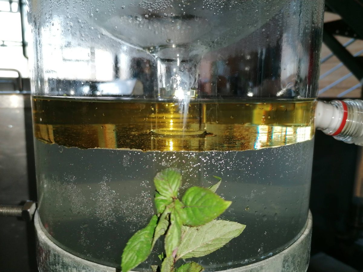 Decouvrez la distillation Hydrolat de Menthe poivrée 100% Bio et Artisanal