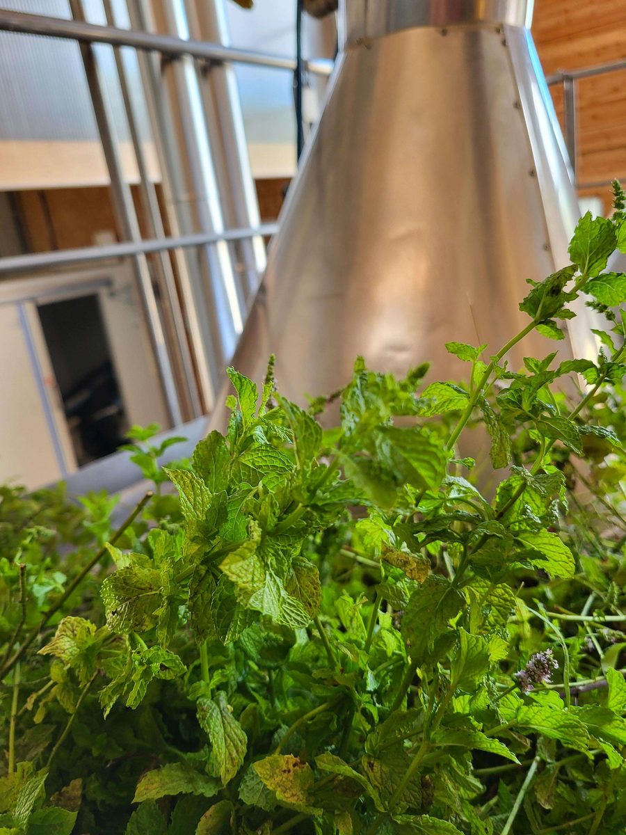 Decouvrez la distillation Hydrolat de Menthe verte 100% Bio et Artisanal