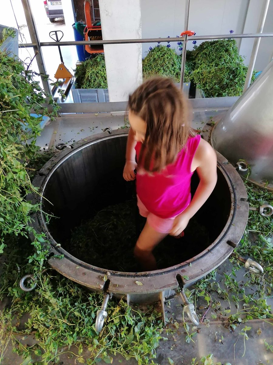 Decouvrez la distillation Hydrolat de Menthe verte 100% Bio et Artisanal