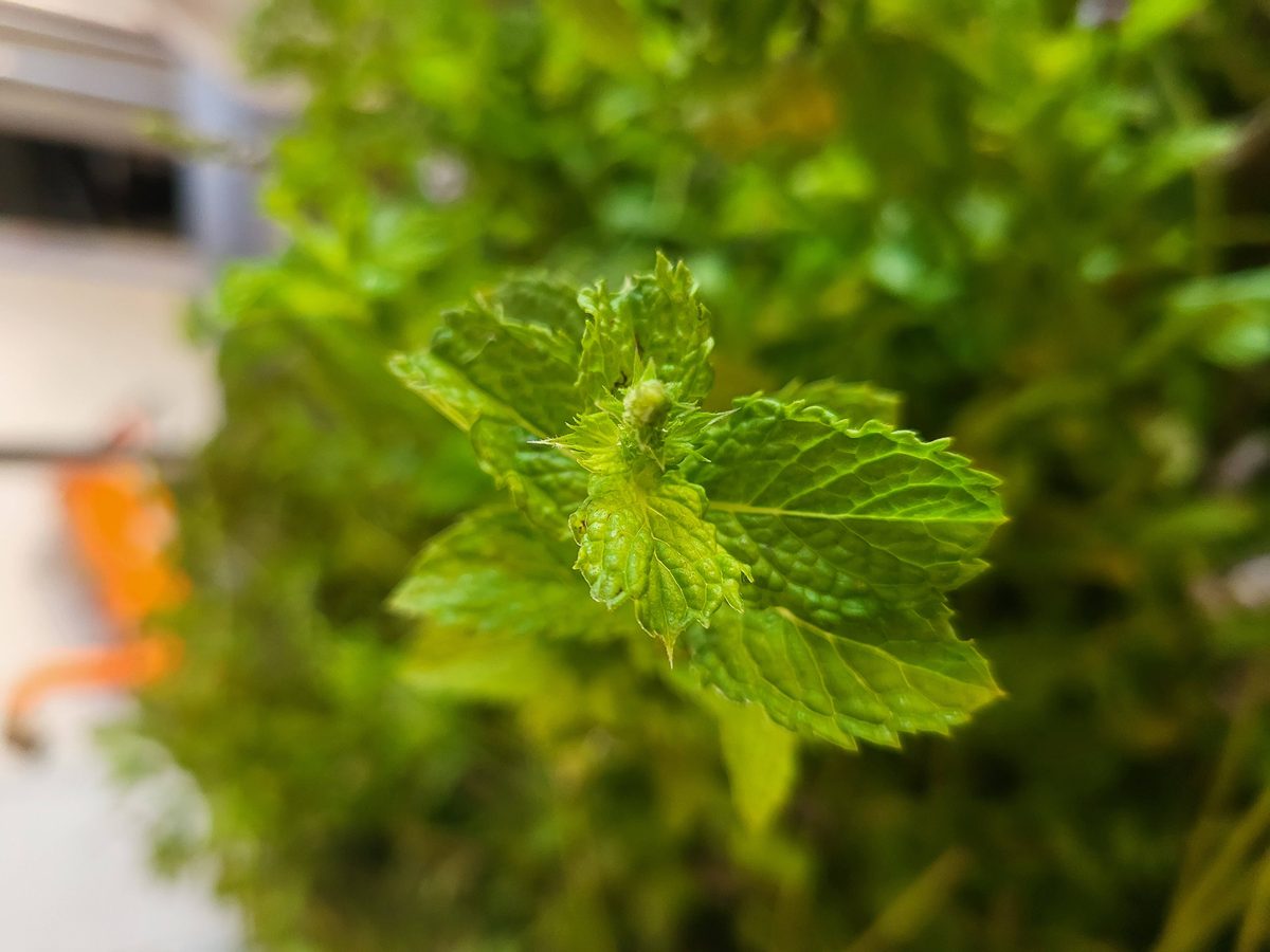 Decouvrez la distillation Hydrolat de Menthe verte 100% Bio et Artisanal
