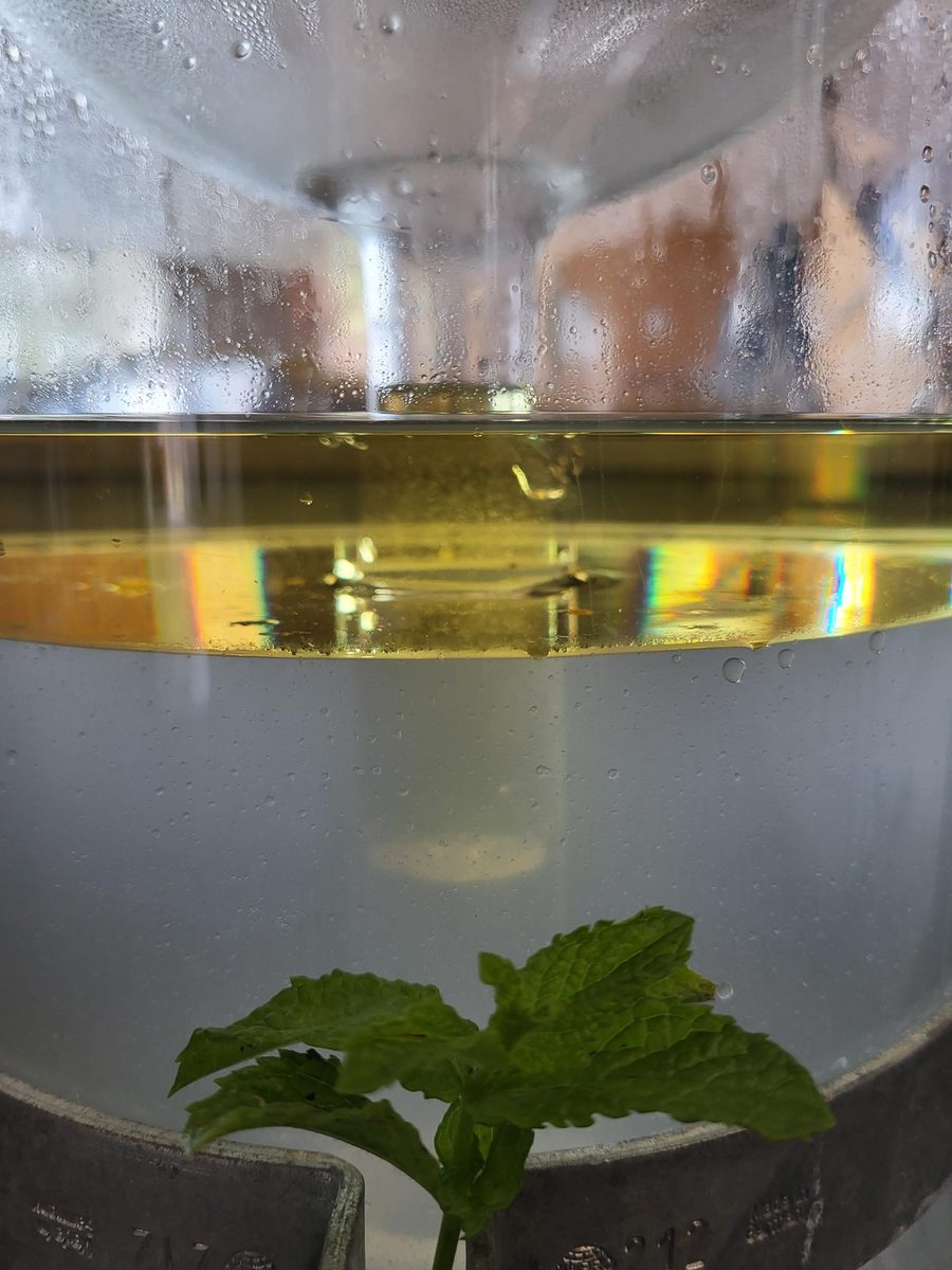 Decouvrez la distillation Hydrolat de Menthe verte 100% Bio et Artisanal