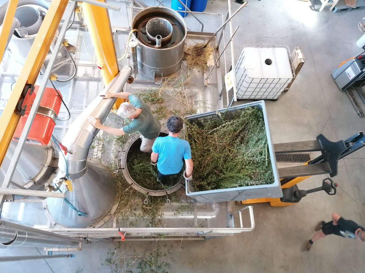Decouvrez la distillation Hydrolat d'Origan 100% Bio et Artisanal