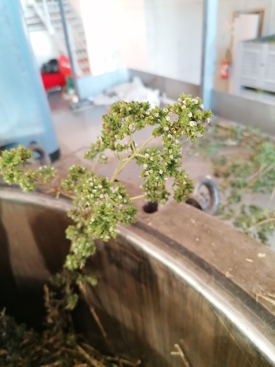 Decouvrez la distillation Hydrolat d'Origan 100% Bio et Artisanal