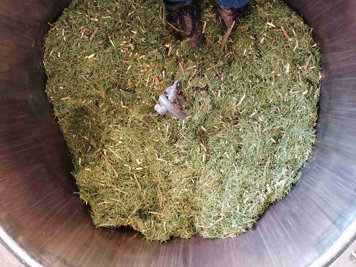 Decouvrez la distillation Huile Essentielle de Pin sylvestre 100% Bio et Artisanal