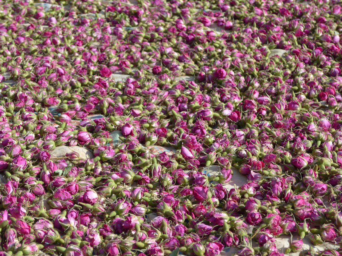 Decouvrez la distillation Huile Essentielle de Rose de Damas 100% Bio et Artisanal