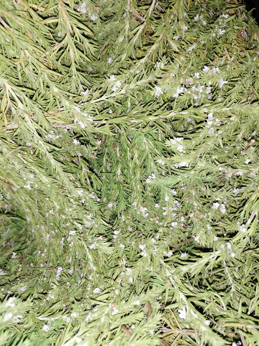 Decouvrez la distillation Huile Essentielle de Sarriette des montagnes 100% Bio et Artisanal