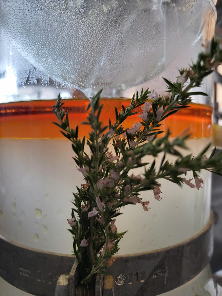 Decouvrez la distillation Huile Essentielle de Sarriette des montagnes 100% Bio et Artisanal