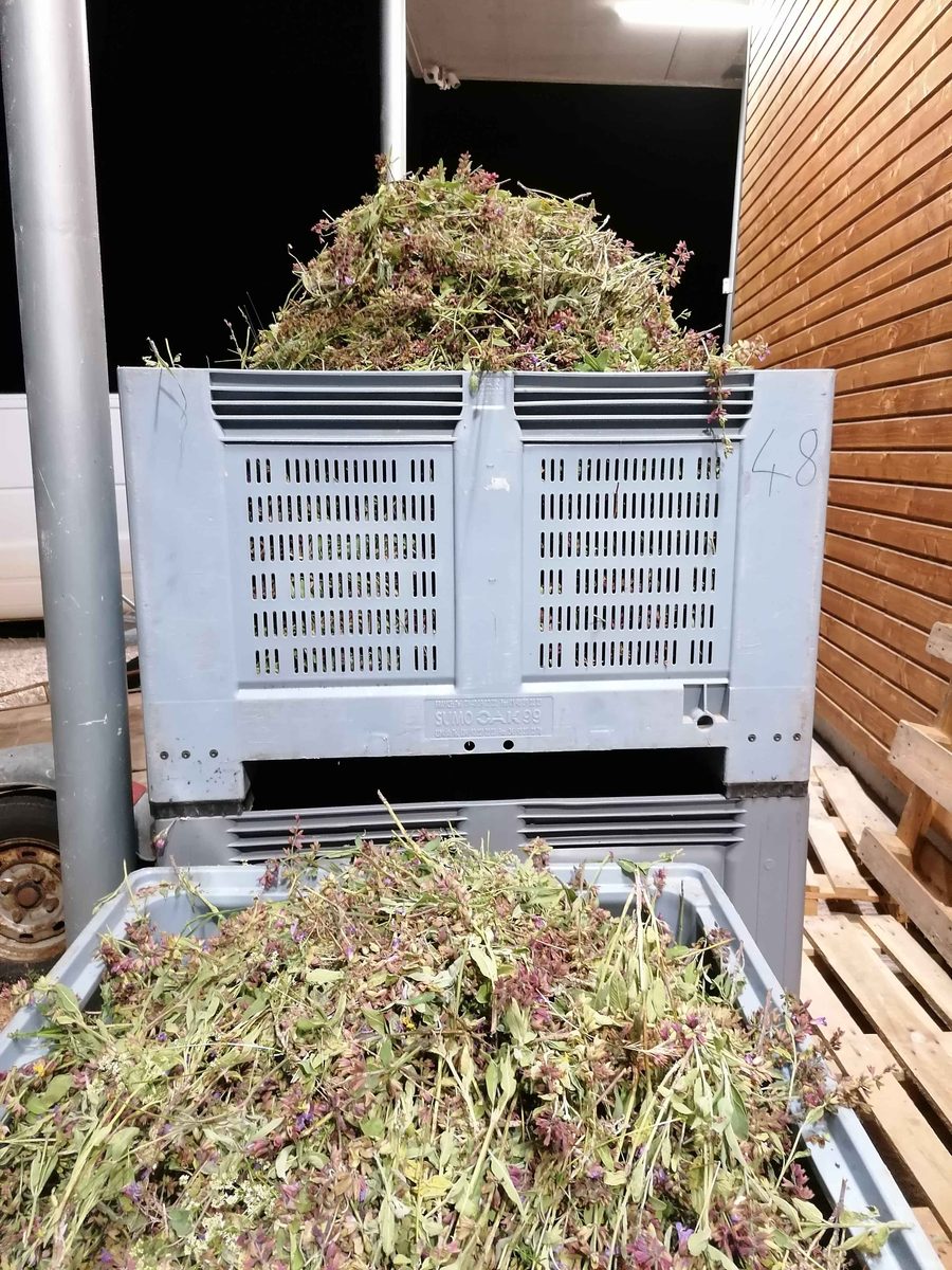 Distillation Sauge officinale — photo 1