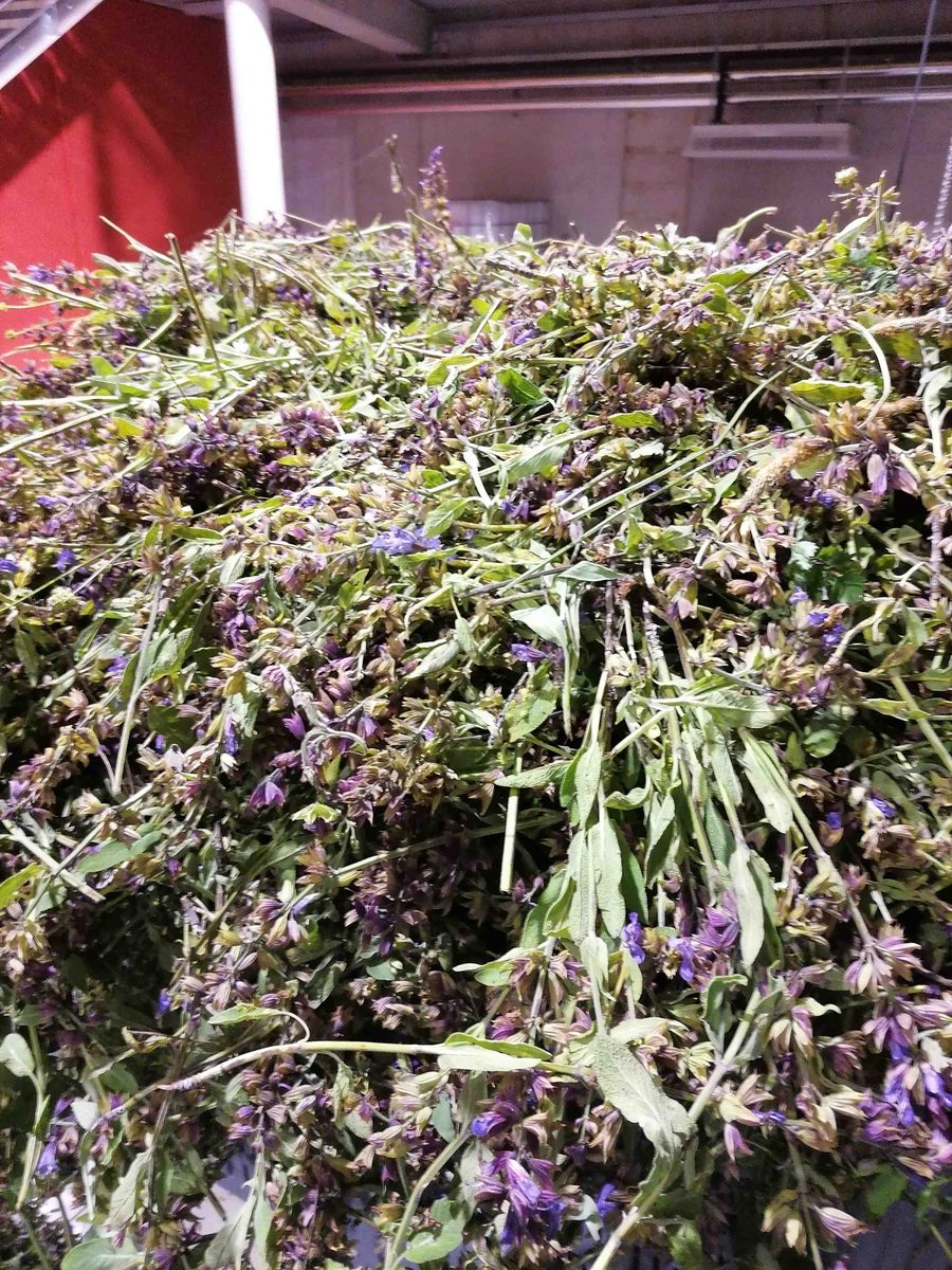 Distillation Sauge officinale — photo 2