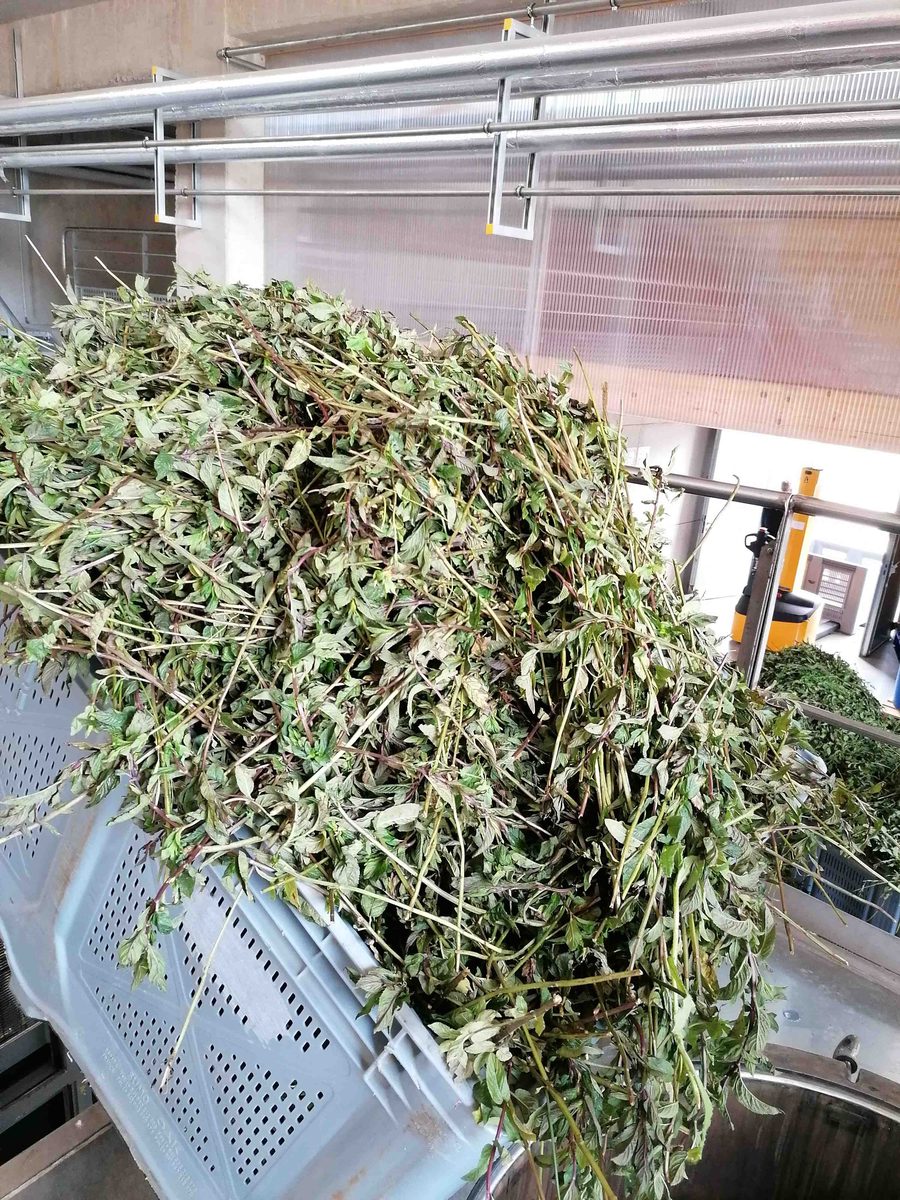 Distillation Sauge officinale — photo 3