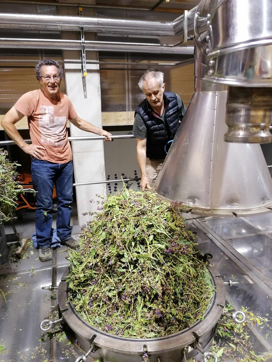 Distillation Sauge officinale — photo 5