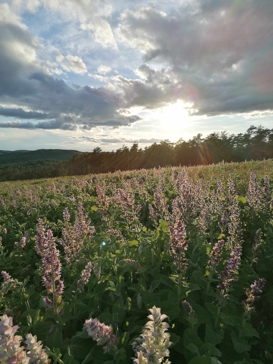 Distillation Clary sage — photo 2