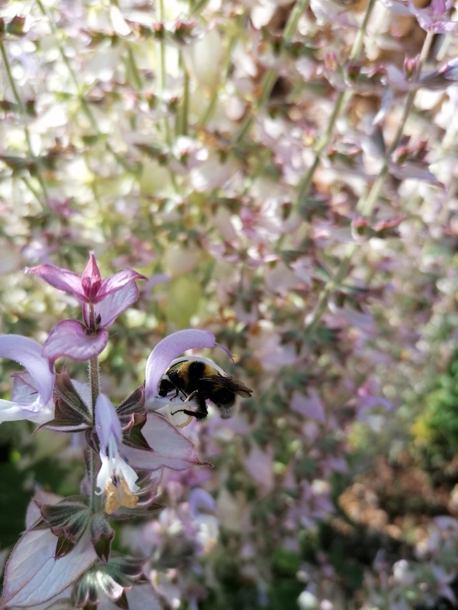 Distillation Clary sage — photo 6