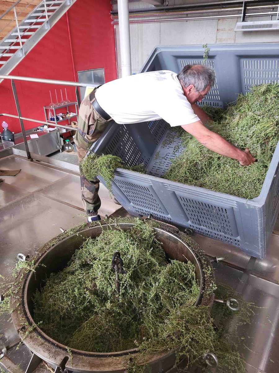 Decouvrez la distillation Huile Essentielle de Thym thujanol 100% Bio et Artisanal