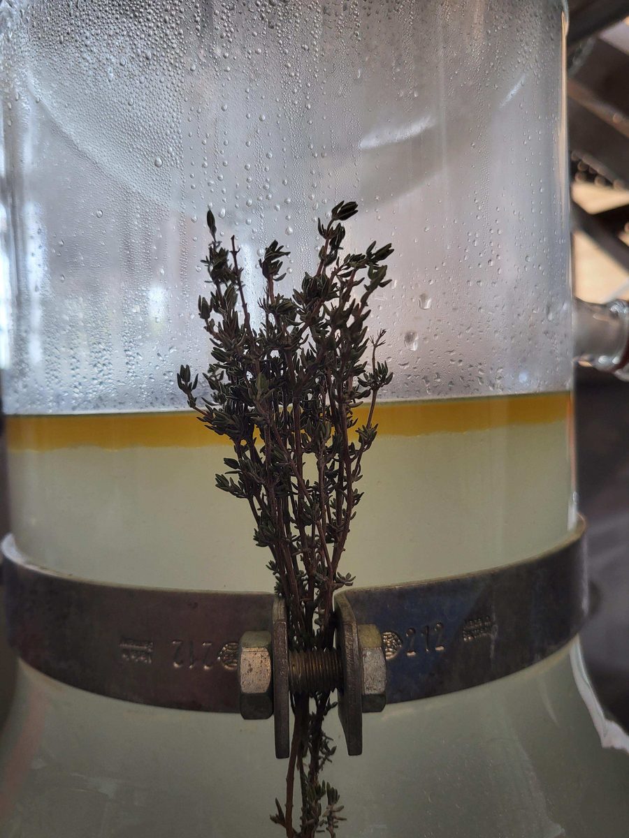 Distillation Thym thymol du Lot — photo 2