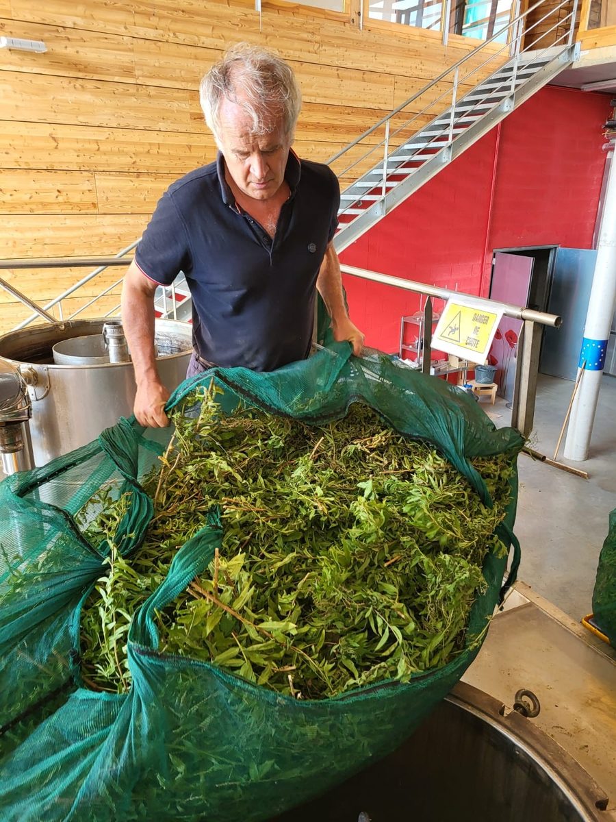 Decouvrez la distillation Huile Essentielle de Verveine citronnée 100% Bio et Artisanal
